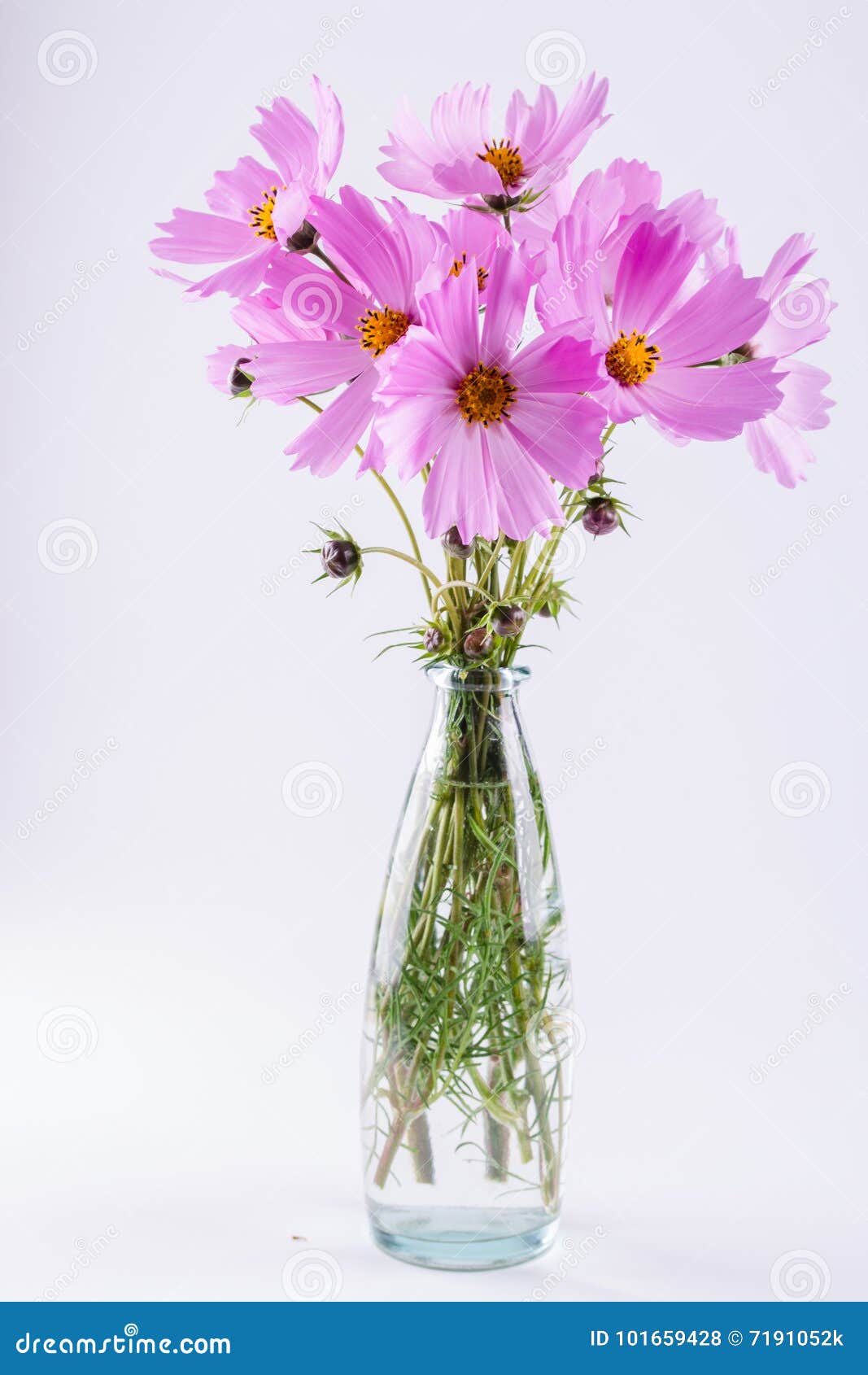 精美桃红色波斯菊花束在玻璃花瓶开花库存照片 图片包括有本质 玻璃 颜色 自然 波斯菊 花瓣 精美桃红色波斯菊花束在玻璃花瓶开花库存照片 图片包括有本质 玻璃 颜色 自然 波斯菊 花瓣
