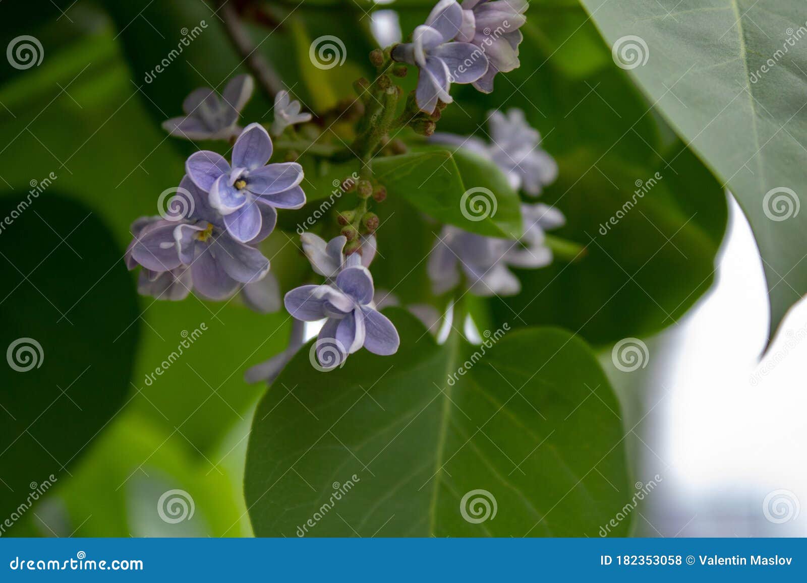 紫丁香早春花库存照片 图片包括有花瓣 花卉 本质 新鲜 开花 五颜六色 言情 浪漫 紫丁香早春花库存照片 图片包括有花瓣 花卉 本质 新鲜 开花 五颜六色 言情 浪漫