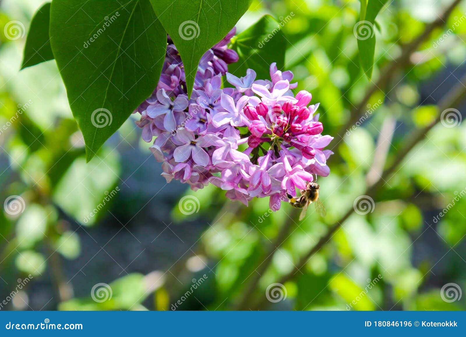 紫丁香灌木用白丁香和丁香花和蜜蜂开花库存照片 图片包括有紫丁香灌木用白丁香和丁香花和蜜蜂开花