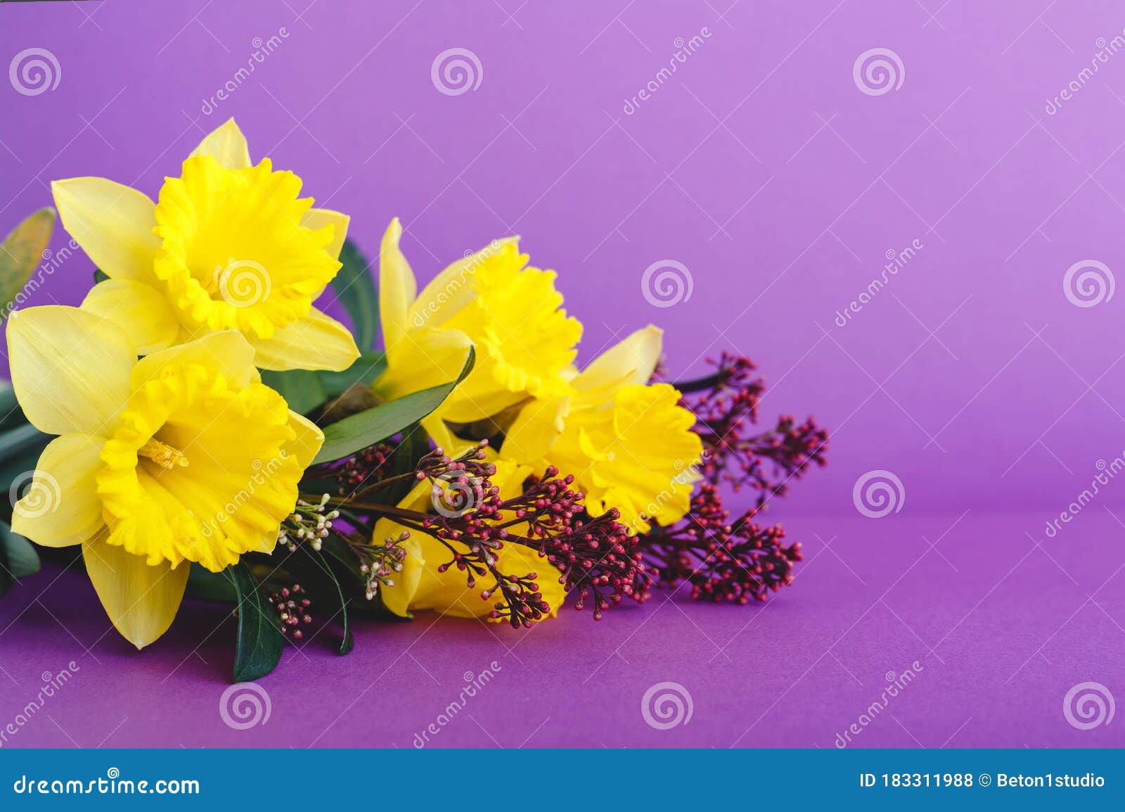 紫丁香紫色背景上有文字位置的黄花水仙春花花系组合库存照片 图片包括有花系组合 紫丁香紫色背景上有文字位置的黄花水仙春花