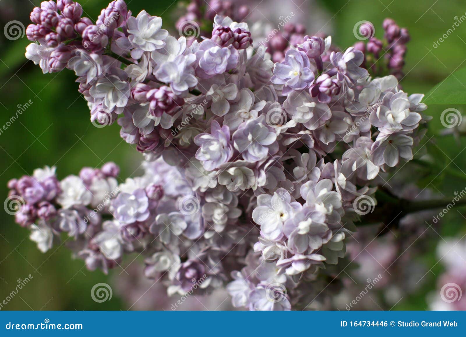 紫丁香花特写自然美库存照片 图片包括有早晨 开花 紫色 符号 宏指令 蓝蓝 气味 特写镜头 紫丁香花特写自然美库存照片 图片包括有早晨 开花 紫色 符号 宏指令 蓝蓝 气味 特写镜头