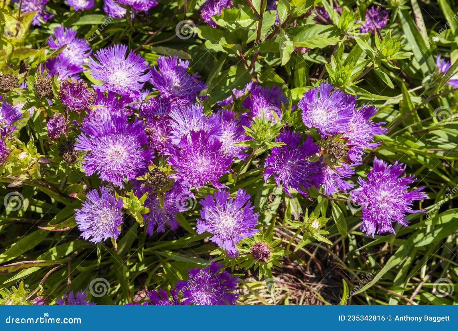 stokesia purple parasols