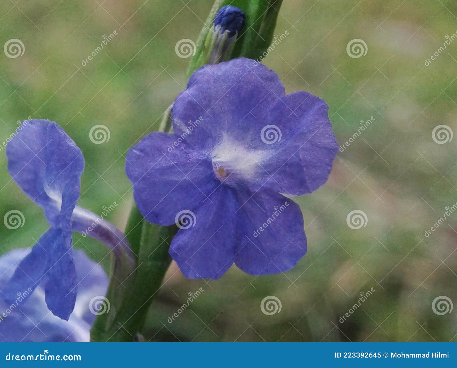 紫半夏单花开花库存图片 图片包括有花瓣 紫色 蓝色 兰花 丁香 眼睛 单缸 紫罗兰色