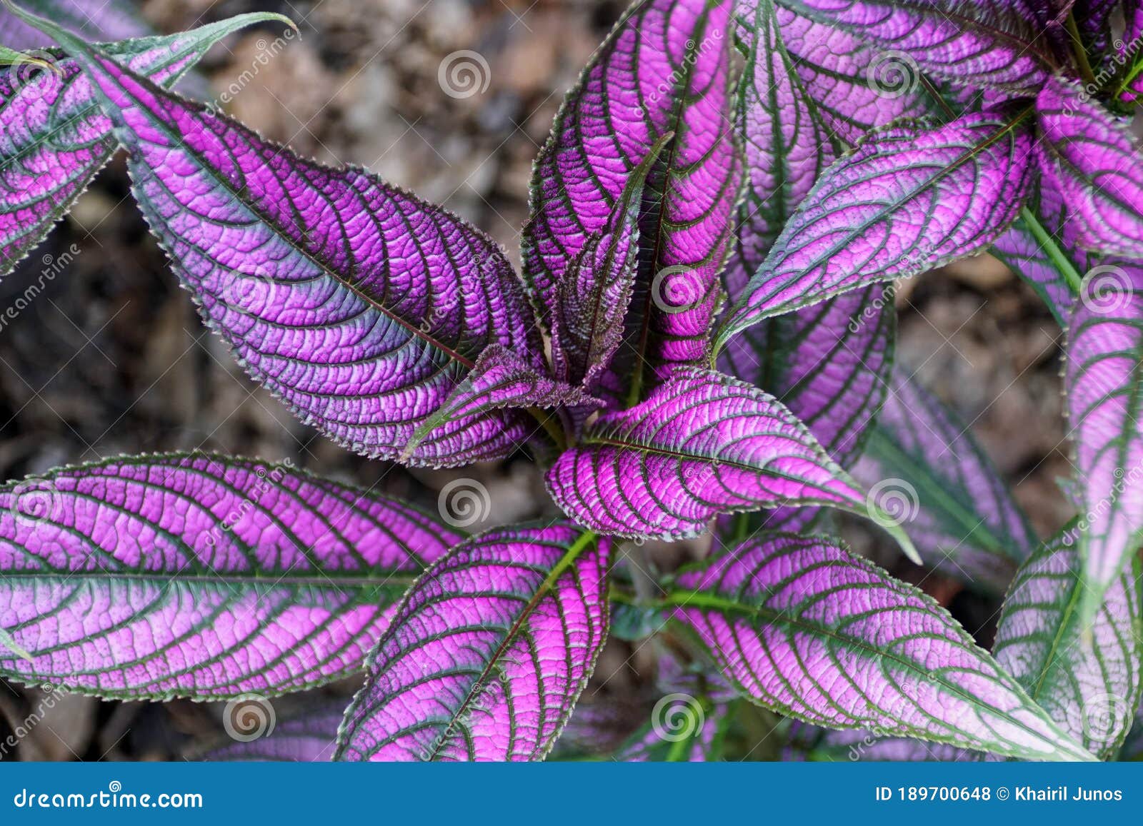 紫叶波斯盾植物库存照片 图片包括有关闭 从事园艺 回归线 要素 自然 工厂 模式 紫色