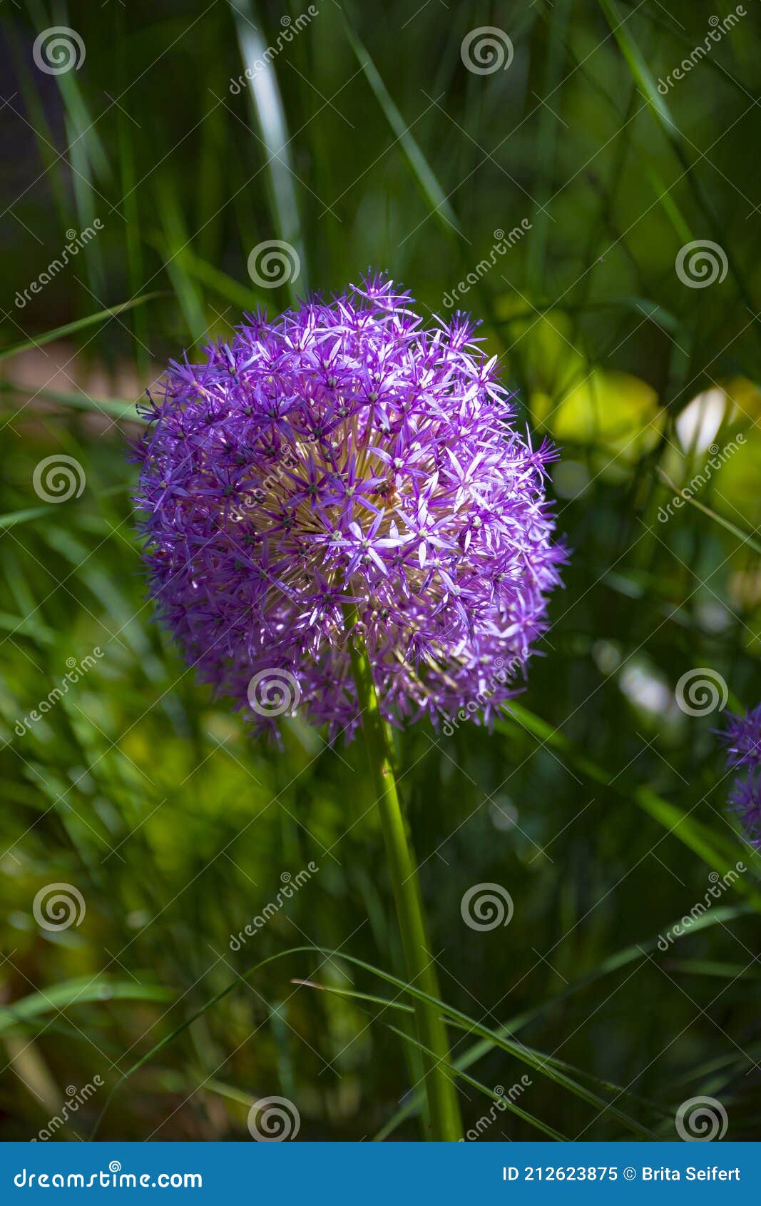 紫洋葱葱caeruleum是班上属石蒜科家庭楤属多年生草本植物的种类 自然库存图片 图片包括有生态 紫色 紫洋葱葱caeruleum是班上属石蒜科家庭楤属多年生草本植物的种类 自然库存图片 图片包括有生态 紫色