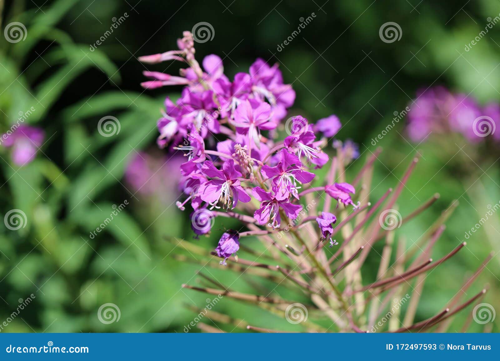 紫烟 玫瑰柳花的特写色库存图片 图片包括有玫瑰柳花的特写色 紫烟