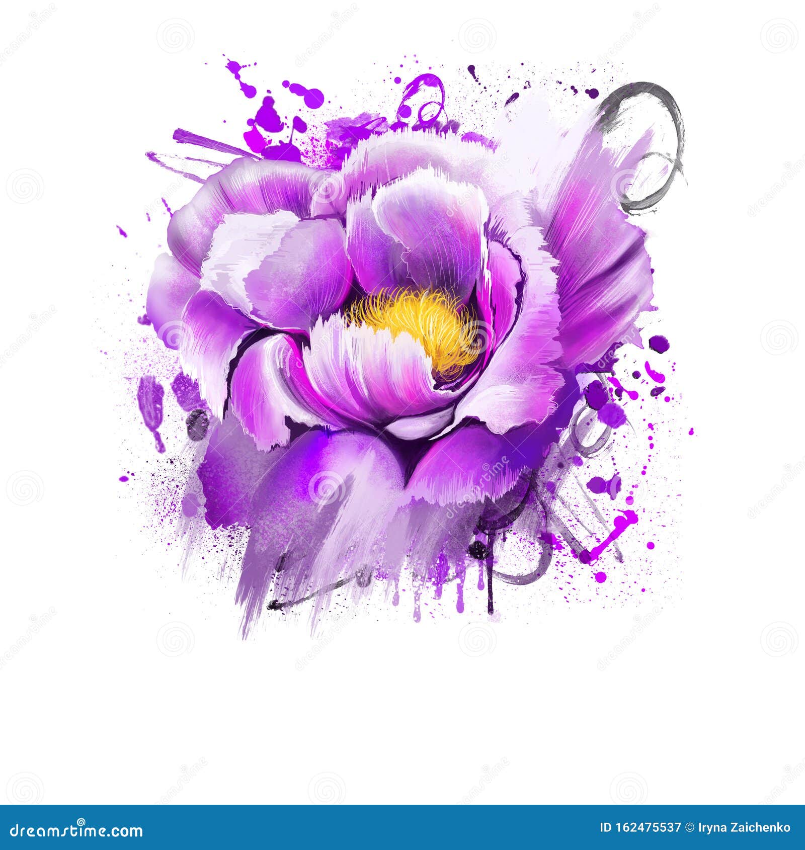紫牡丹花白色背景中的芍药中华文化的重要象征毛丹或中文库存例证 插画包括有有吸引力的 照亮