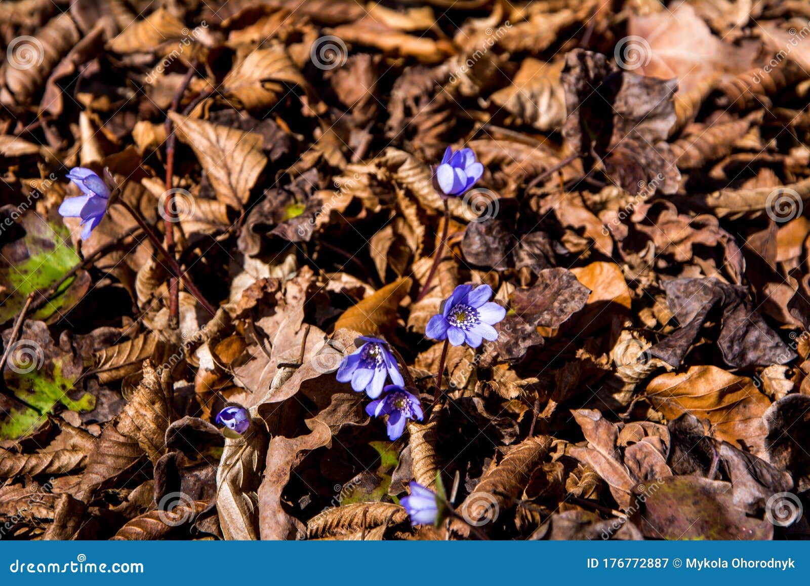 紫肝花 苔花早春库存图片 图片包括有根茎 开花的 横向 尘土 公用 四季不断 牧场