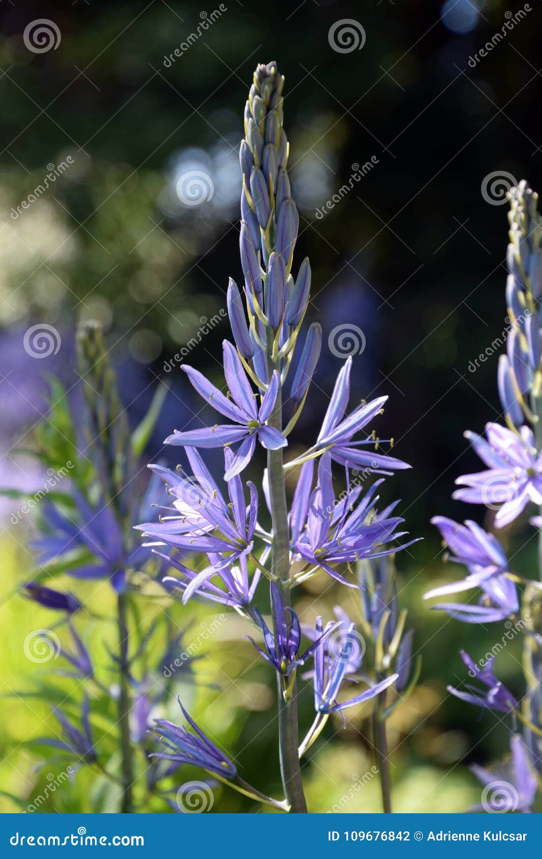 紫色北美百合开花 狂放的风信花 Quamash 库存照片 图片包括有花卉 绿色 自然 颜色