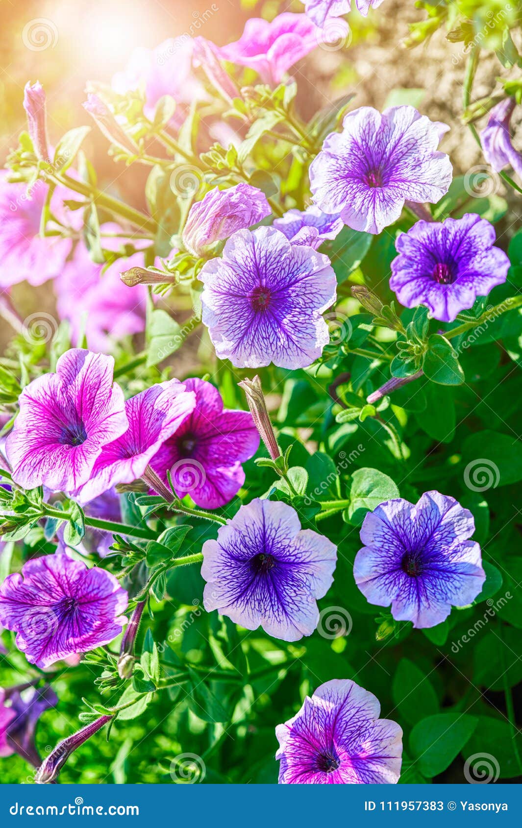 紫色夏季的花和晴朗桃红色的喇叭花库存图片 图片包括有从事园艺 本质 绿色 增长 叶子 上升了 紫色夏季的花和晴朗桃红色的喇叭花库存图片 图片包括有从事园艺 本质 绿色 增长 叶子 上升了