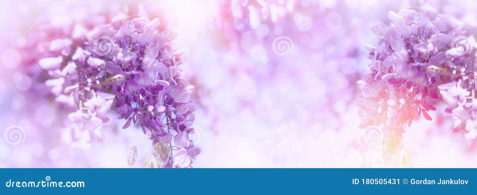 紫色花 背景中带透镜光晕的粉色花库存图片 图片包括有开花 脆弱 风景 光芒 环境 粉红色
