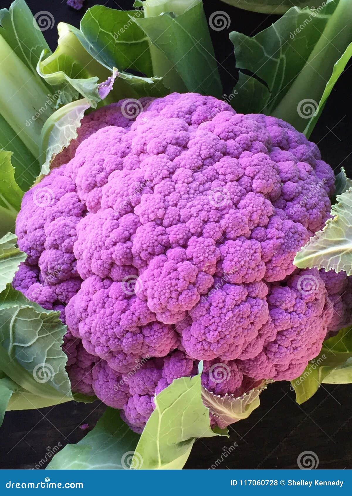 紫色花椰菜库存照片 图片包括有关闭 找到 紫色 市场 农夫 花椰菜