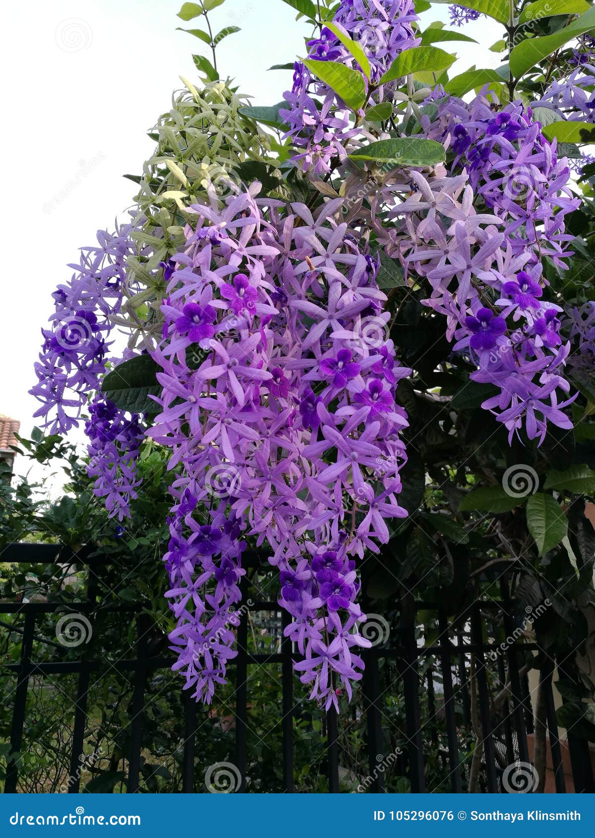 紫色花 沙纸花 开花库存照片 图片包括有夏天 绿色 背包 工厂 沙纸 范围 紫罗兰色