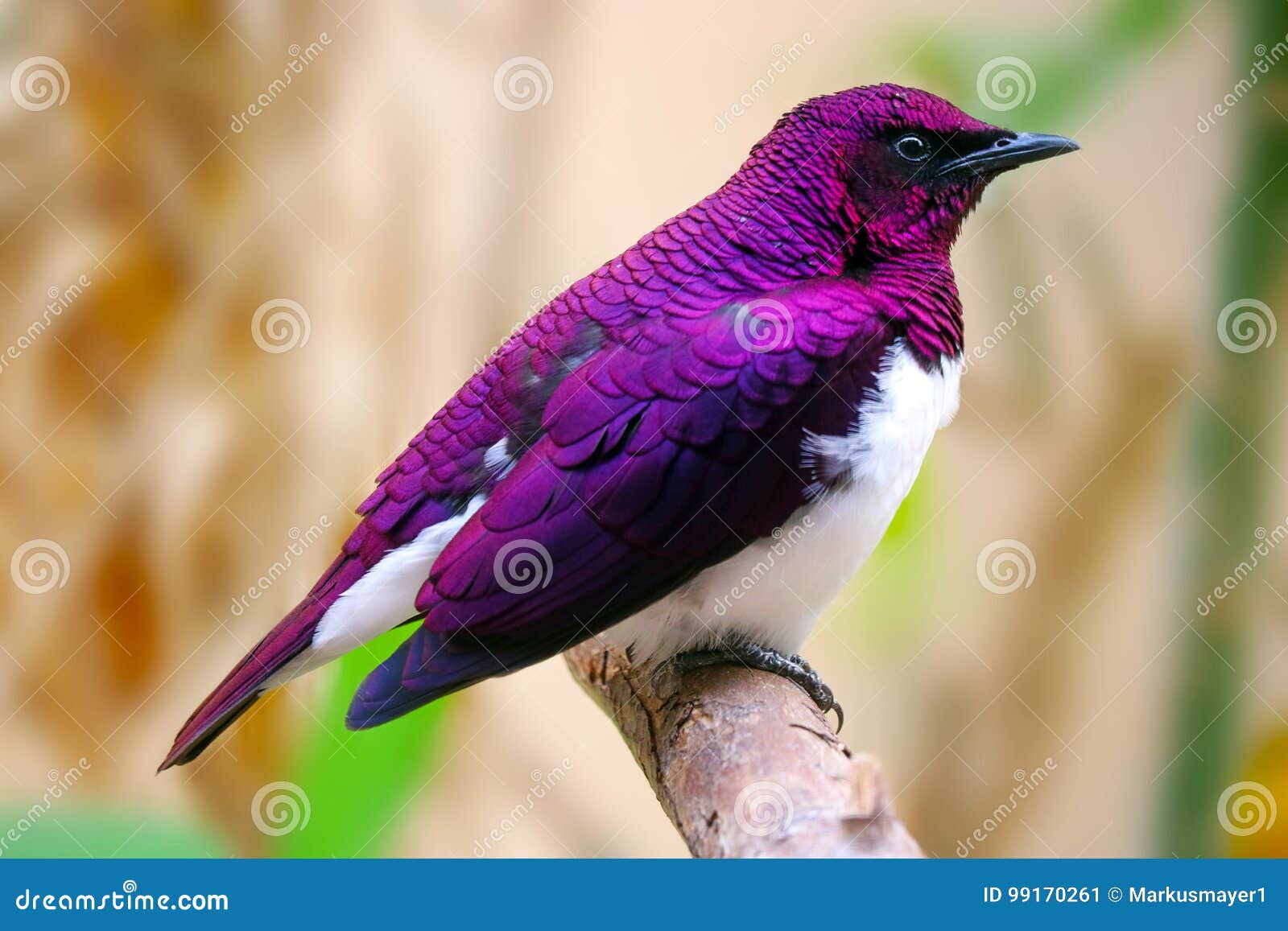紫色鸟库存图片 图片包括有
