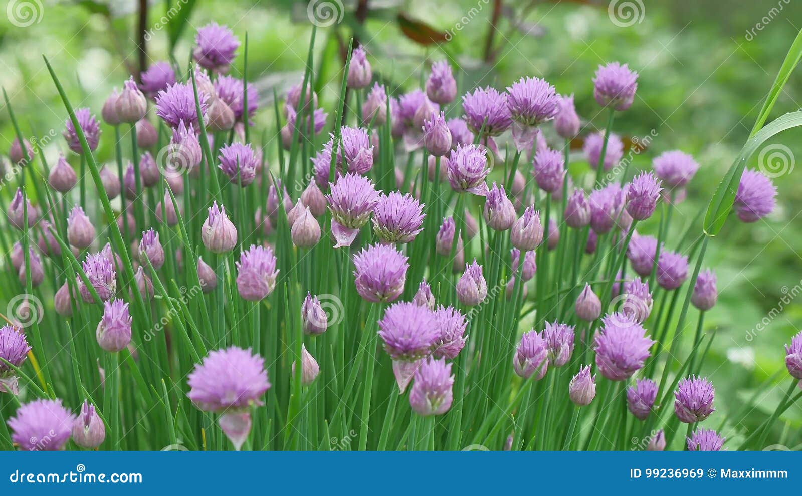 紫色 香葱 花或狂放的香葱 开花的葱 蒜细香葱 中国香葱 Schnitt Lauch在圣加连库存图片 图片包括有植物群 叶子