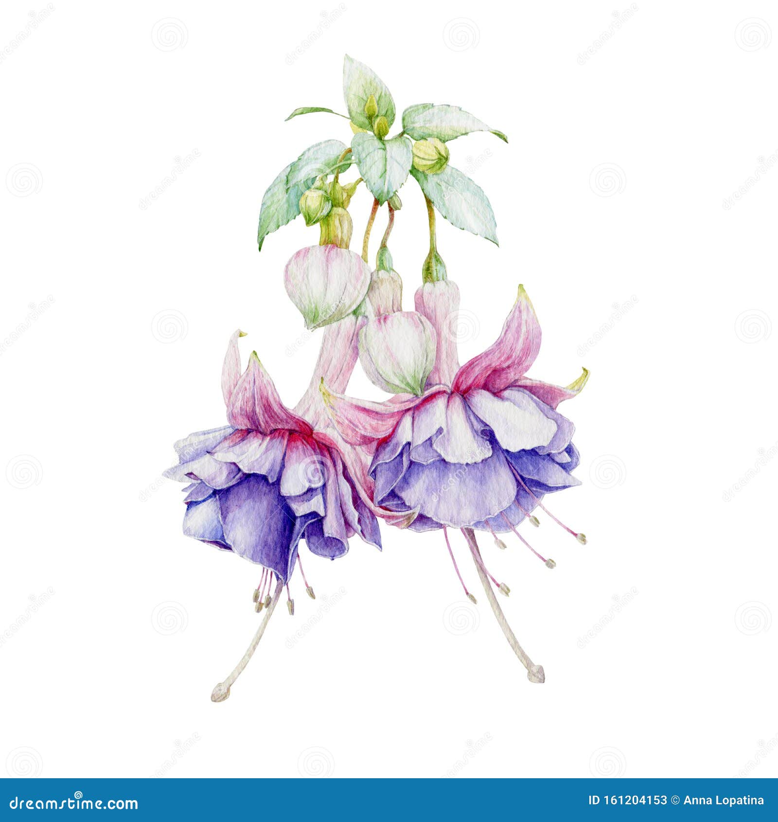 紫花嫩丁香花蕾绿叶水色插图手绘紫红紫薇库存例证 插画包括有倒挂金钟 停止 绽放 照亮 开花的 紫花嫩丁香花蕾绿叶水色插图手绘紫红紫薇库存例证 插画包括有倒挂金钟 停止 绽放 照亮 开花的