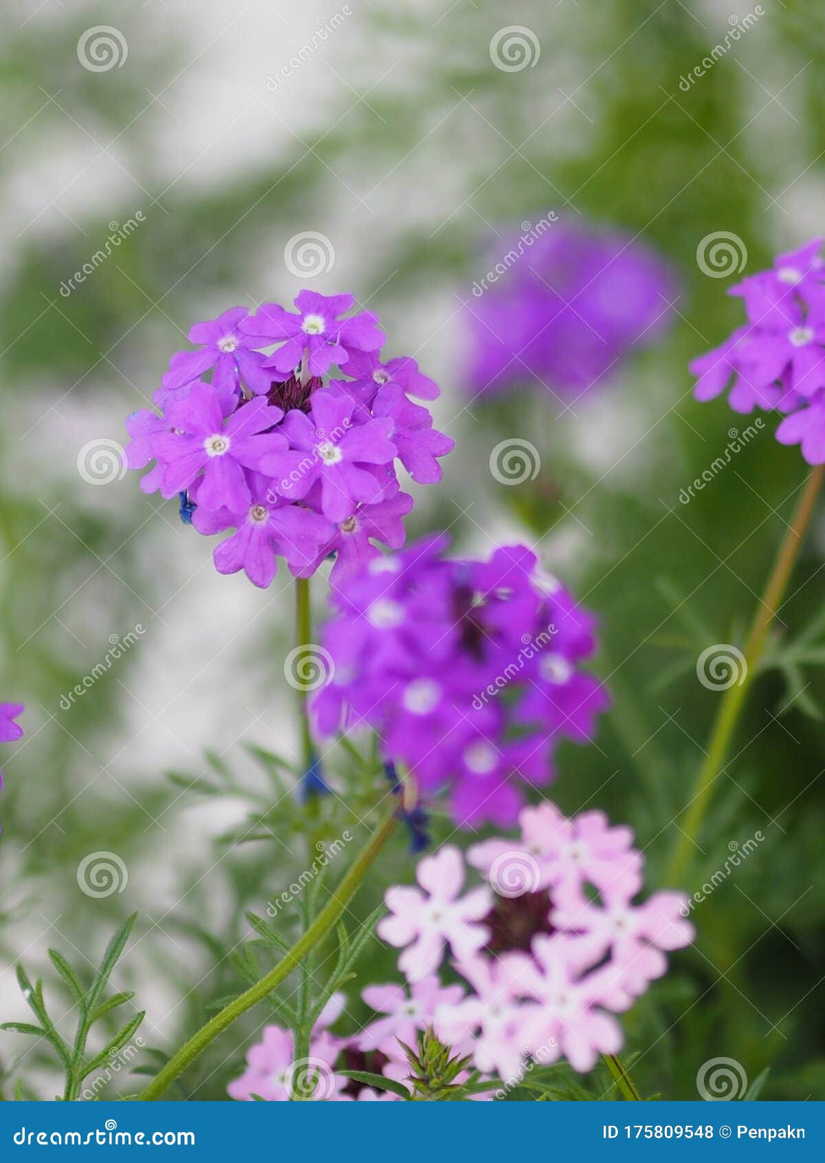 紫花紫花和紫花科半木本开花植物优良耐热属库存照片 图片包括有新鲜 颜色 开花的 字段 室外