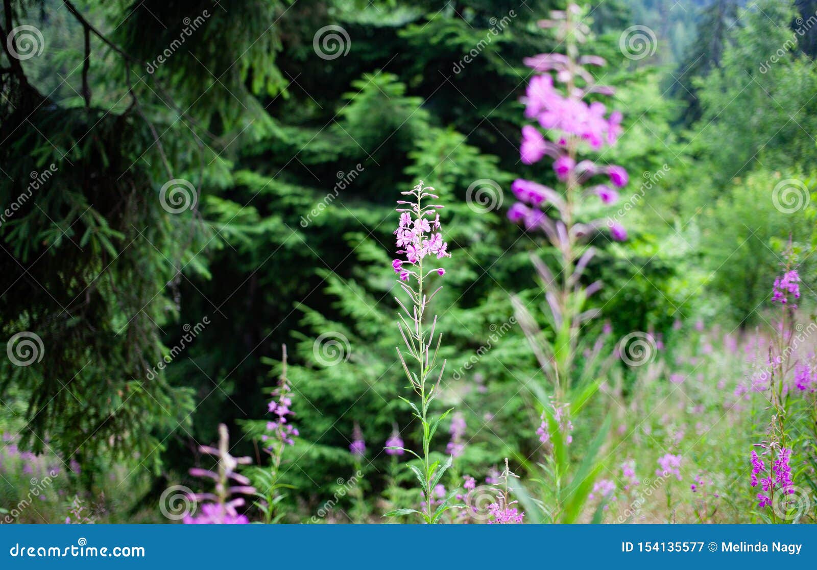 紫花绿茵夏林景库存图片 图片包括有植物群 字段 场面 横向 喀尔巴阡山 春天 及早