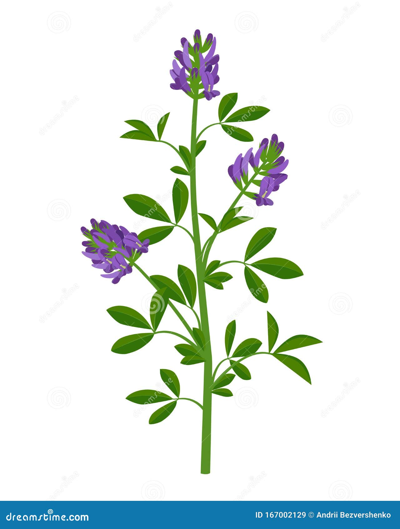 紫花苜蓿 苜蓿愈伤花载体医学图解在白色背景中的平面设计 信息图解向量例证 插画包括有紫花苜蓿 叶子 紫花苜蓿 苜蓿愈伤花载体医学图解在白色背景中的平面设计 信息图解向量例证 插画包括有紫花苜蓿 叶子