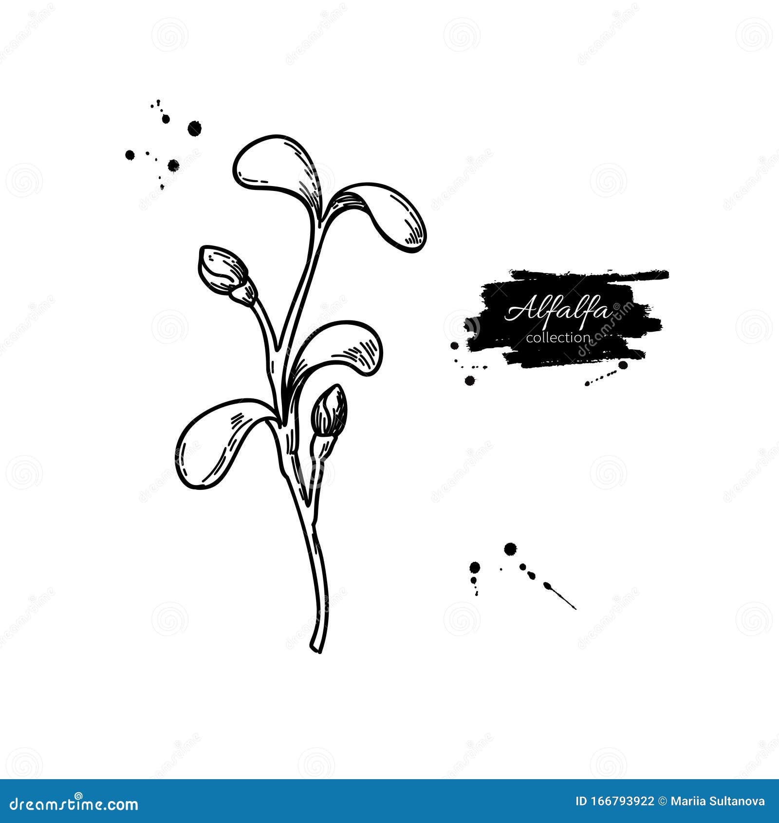 紫花苜蓿芽载体绘制kai Wah Rei Illustration 幼苗的离体草图向量例证 插画包括有种田 食物 紫花苜蓿芽载体绘制kai Wah Rei Illustration 幼苗的离体草图向量例证 插画包括有种田 食物