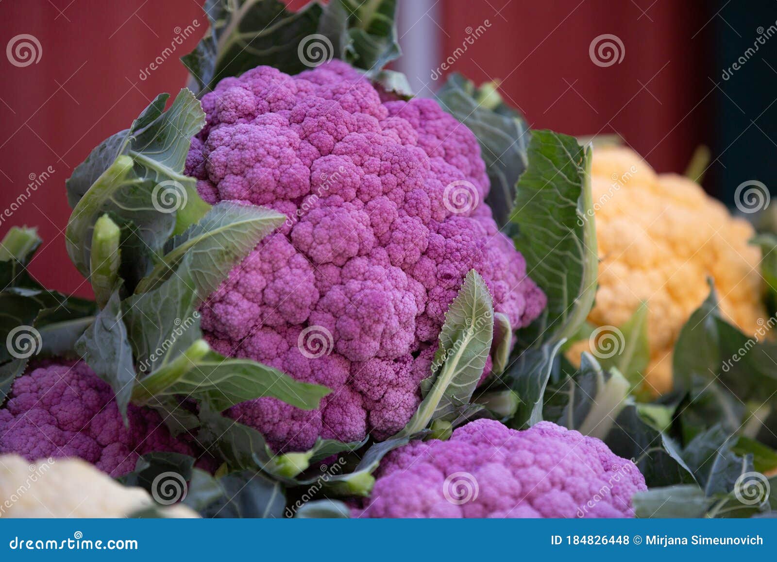 紫花菜库存照片 图片包括有由于 名字 花椰菜 玻色子 变种 命令 哪些 蔬菜 存在