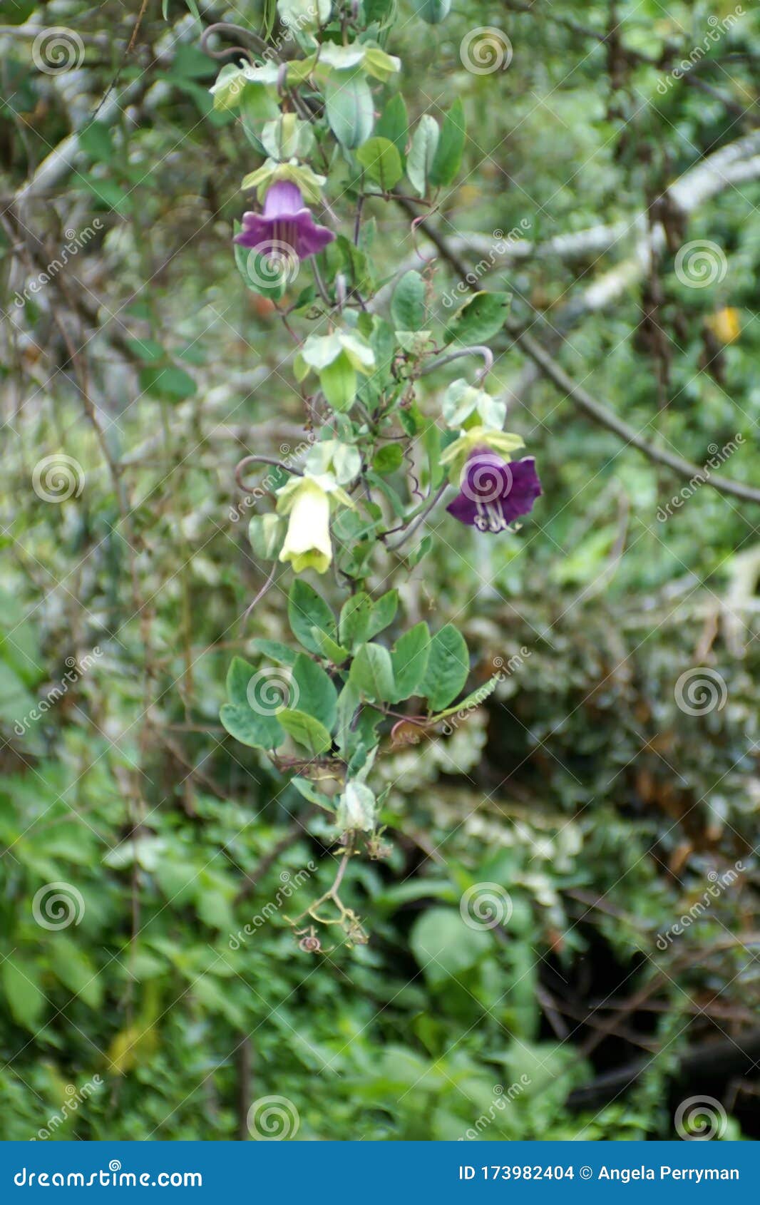 紫花藤库存照片 图片包括有厄瓜多尔 玉树 峡谷 绿色 开花 紫色 山沟 拉丁语 植被 紫花藤库存照片 图片包括有厄瓜多尔 玉树 峡谷 绿色 开花 紫色 山沟 拉丁语 植被