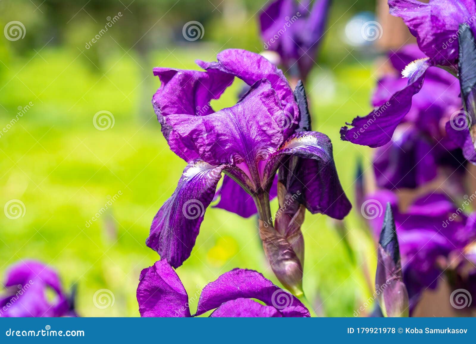 紫花鸢尾花在浅绿花园黑地上特写美丽的自然背景库存照片 图片包括有背包 户外 公园 开花的