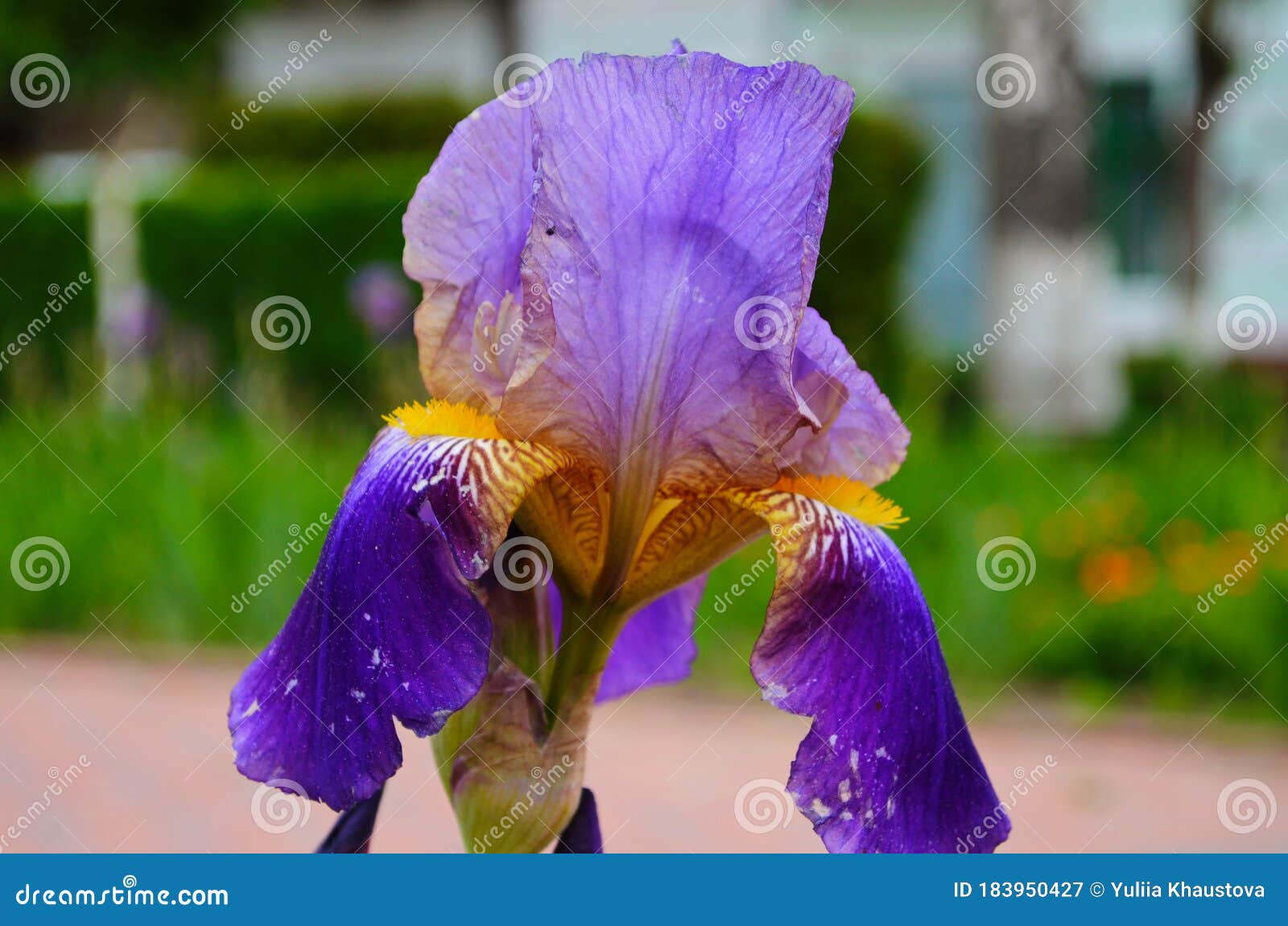 紫花鸢尾花在浅绿花园黑地上特写美丽的自然背景库存图片 图片包括有模式 虹膜 精美 照片 紫花鸢尾花在浅绿花园黑地上特写美丽的自然背景库存图片 图片包括有模式 虹膜 精美 照片