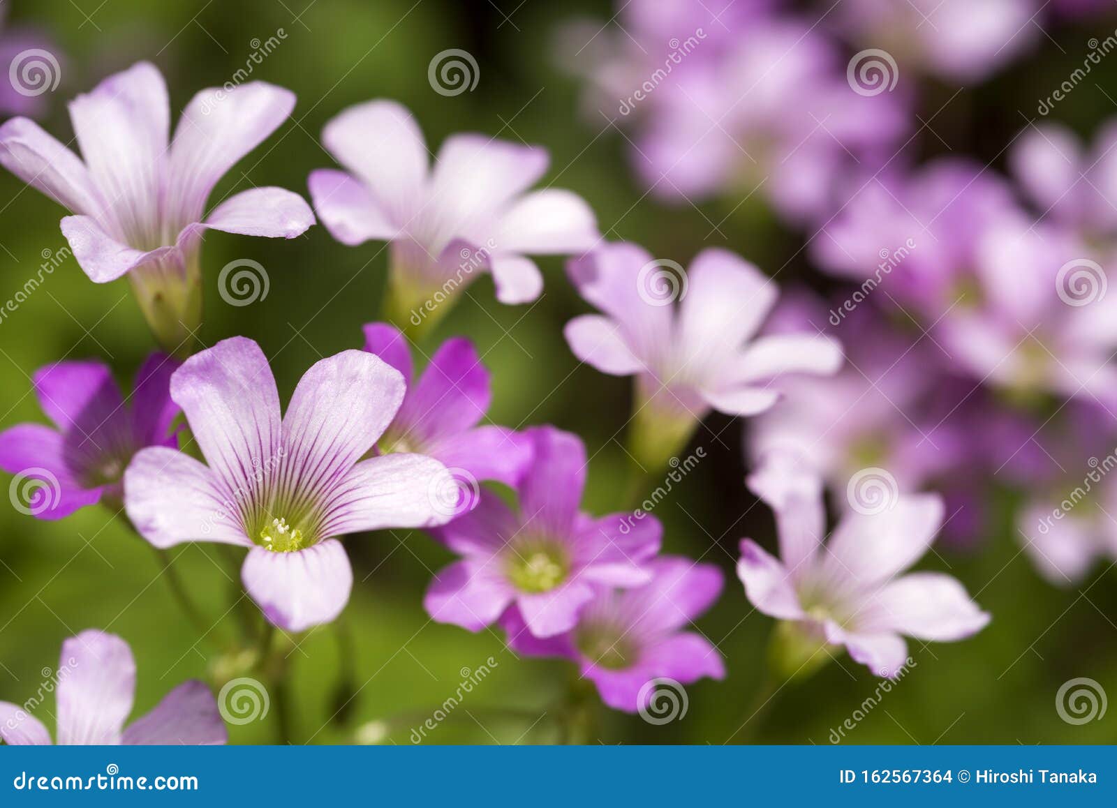 Violet Wood Sorrel Flowers 库存照片 图片包括有精美 植物群 花卉 Violet Wood Sorrel Flowers 库存照片 图片包括有精美 植物群 花卉
