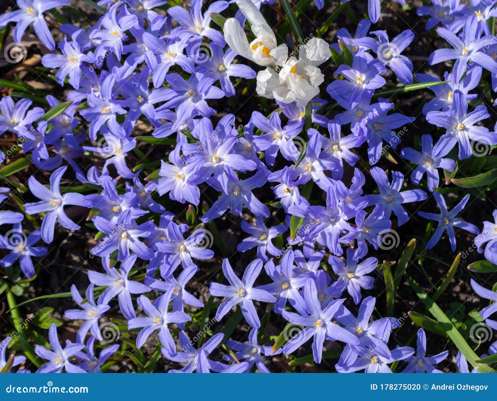 紫苏鳞茎蓝花4月开花库存照片 图片包括有任意 特写镜头 花卉 地球 蓝色 会开蓝色钟形花的草