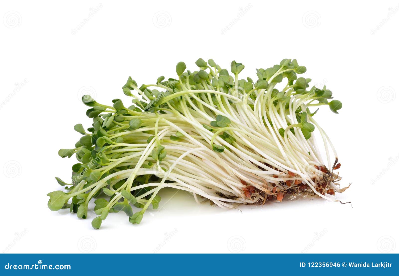 紫苜蓿苗芽堆在白色背景的库存照片 图片包括有长寿 健康 亭亭玉立 叶子 背包 空白 沙拉 紫苜蓿苗芽堆在白色背景的库存照片 图片包括有长寿 健康 亭亭玉立 叶子 背包 空白 沙拉