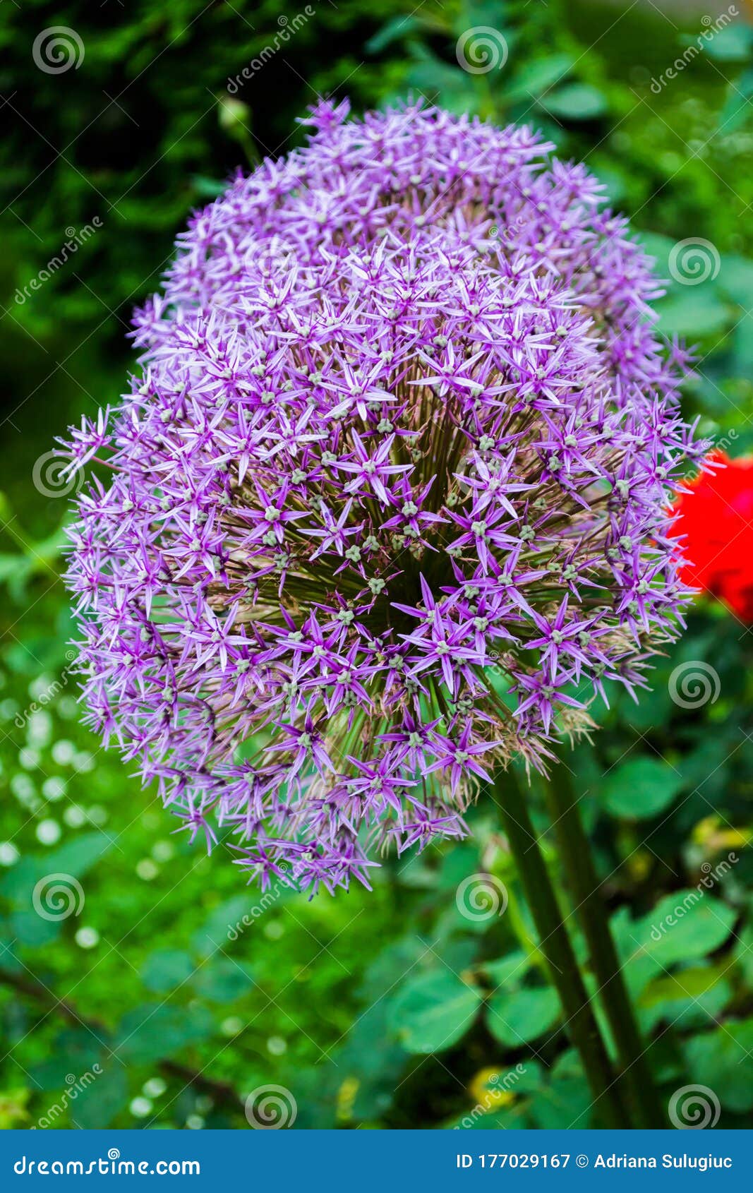 紫葱花库存图片 图片包括有洋葱 绿色 花束 开花的 蓬松 一堆 自然 开花 波斯语 紫葱花库存图片 图片包括有洋葱 绿色 花束 开花的 蓬松 一堆 自然 开花 波斯语