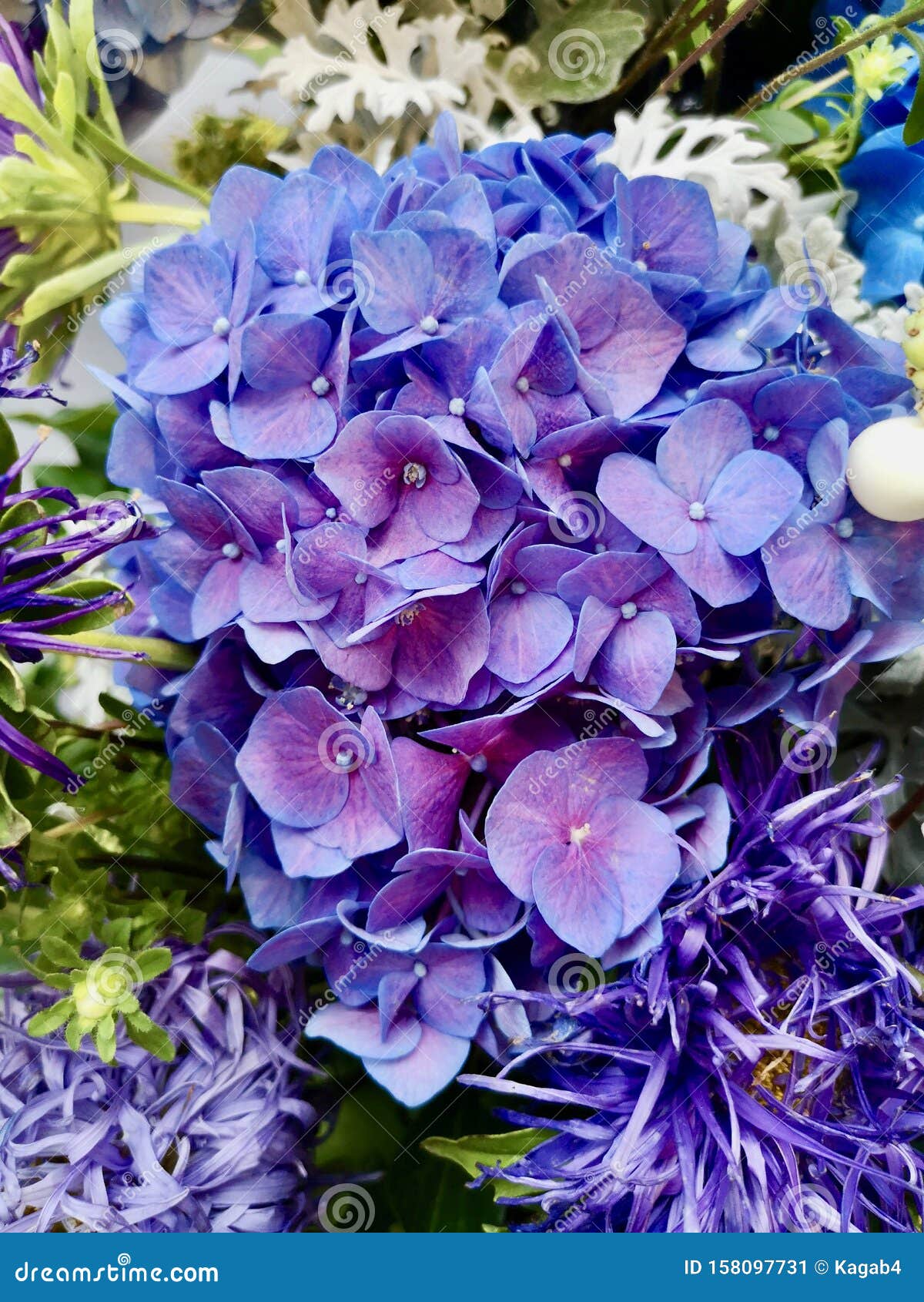 紫蓝绣球花紫菊花绣球花库存图片 图片包括有照亮 五颜六色 粉红色 典雅 纰漏 庭院 紫蓝绣球花紫菊花绣球花库存图片 图片包括有照亮 五颜六色 粉红色 典雅 纰漏 庭院