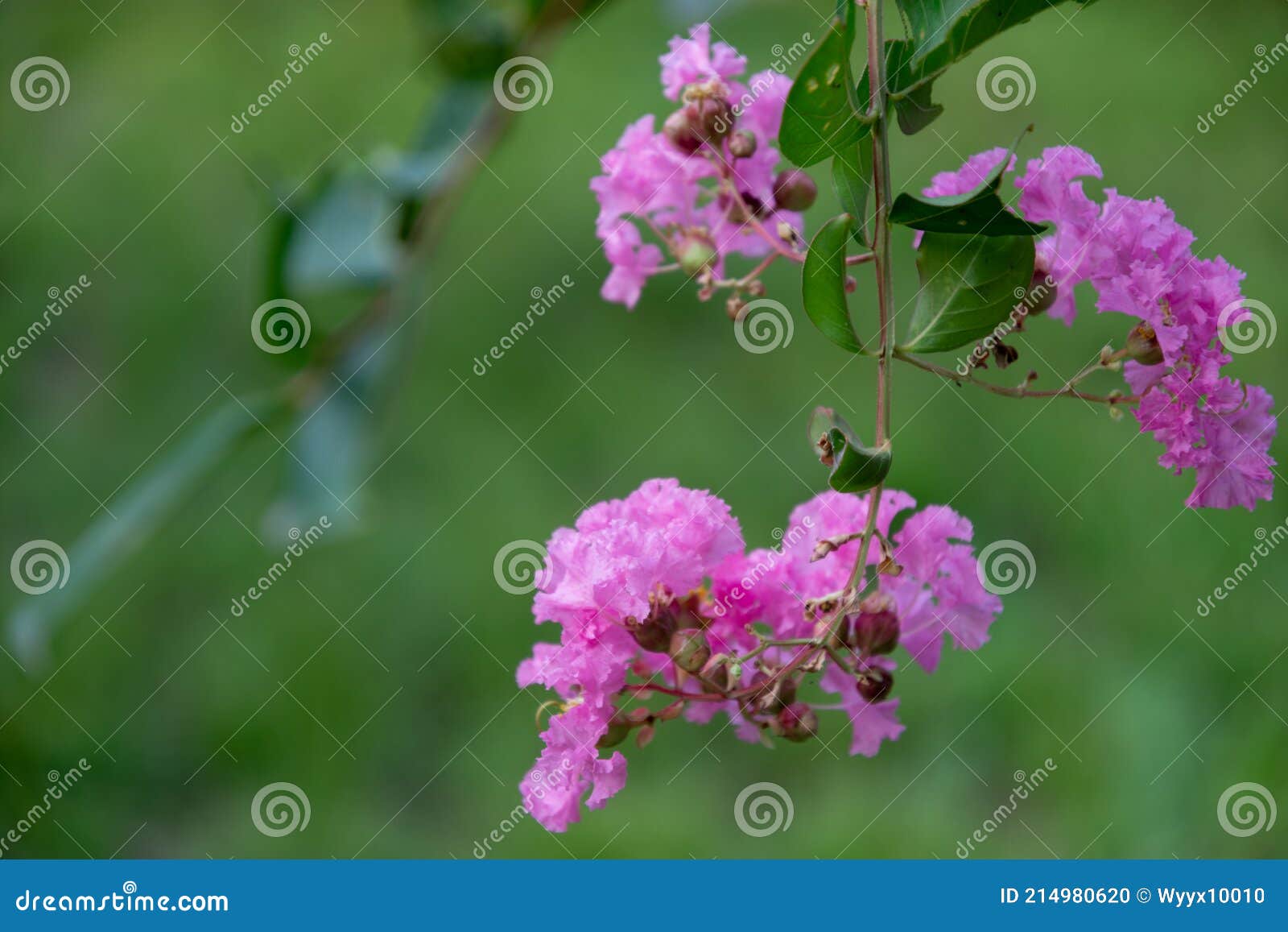 紫薇 拉丁文名 Lagerstroemia Indica L Stock Photo Image Of 深受人们喜爱ncrape Flowering