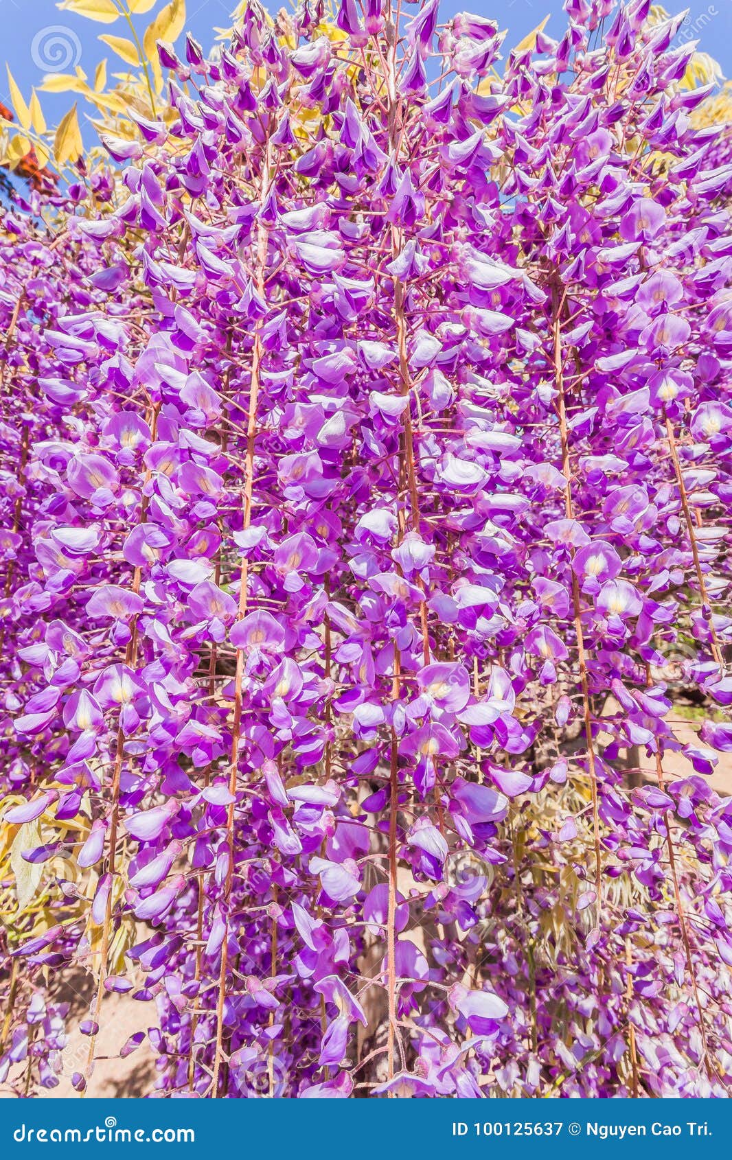 紫藤花库存图片 图片包括有时间 春天 愉快 本质 系列 享用 放松 紫藤 公园