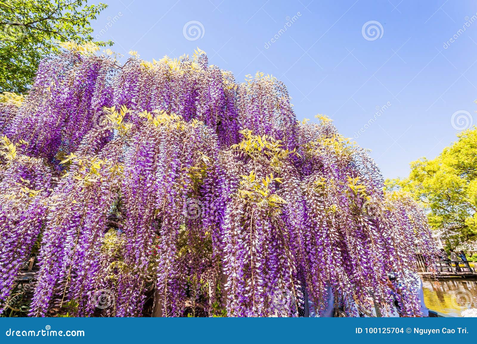 紫藤花库存照片 图片包括有系列 公园 本质 愉快 享用 春天 紫藤 日本 时间