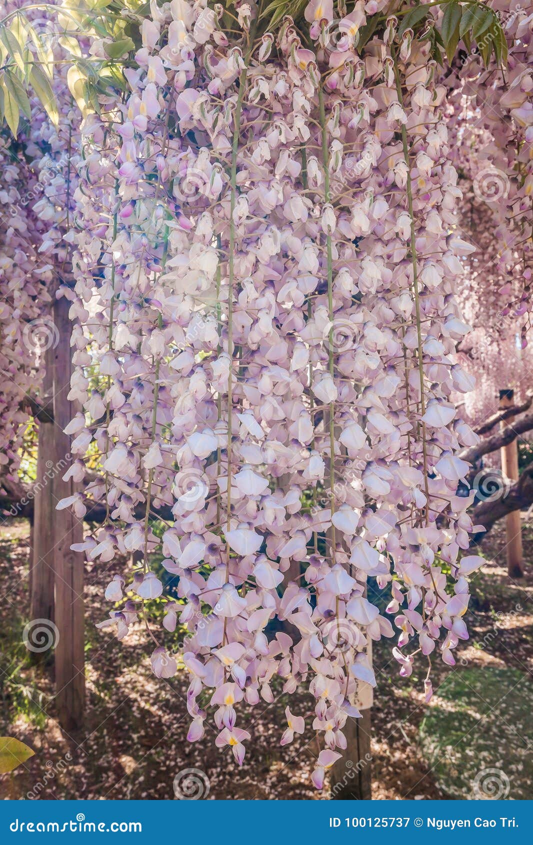 紫藤花库存图片 图片包括有粉红色 日本 春天 紫藤 愉快 时间 享用 本质 放松