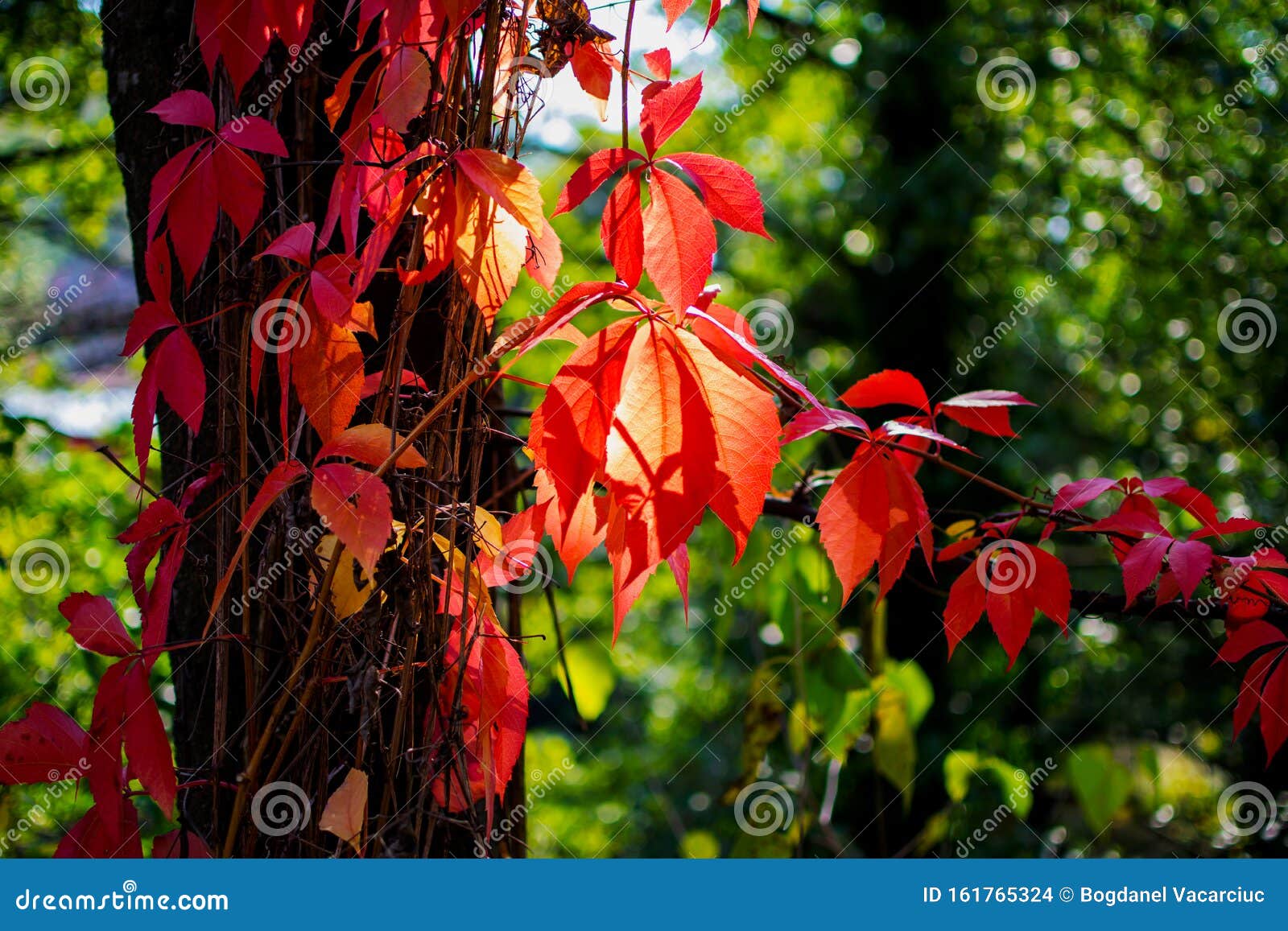 红叶植物秋日晴绿色背景库存照片 图片包括有叶子 庭院 自然 登山人 爬行物 秋天