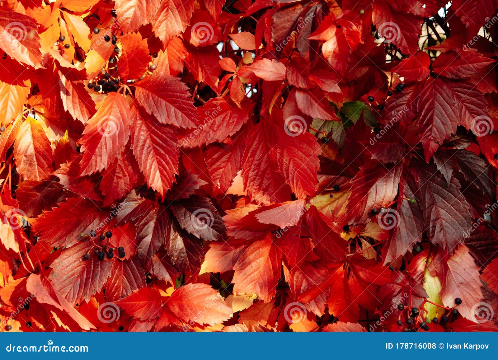 红叶纹理叶纹理背景大自然的秋库存照片 图片包括有万圣节 收获 特写镜头 生气勃勃 玻色子