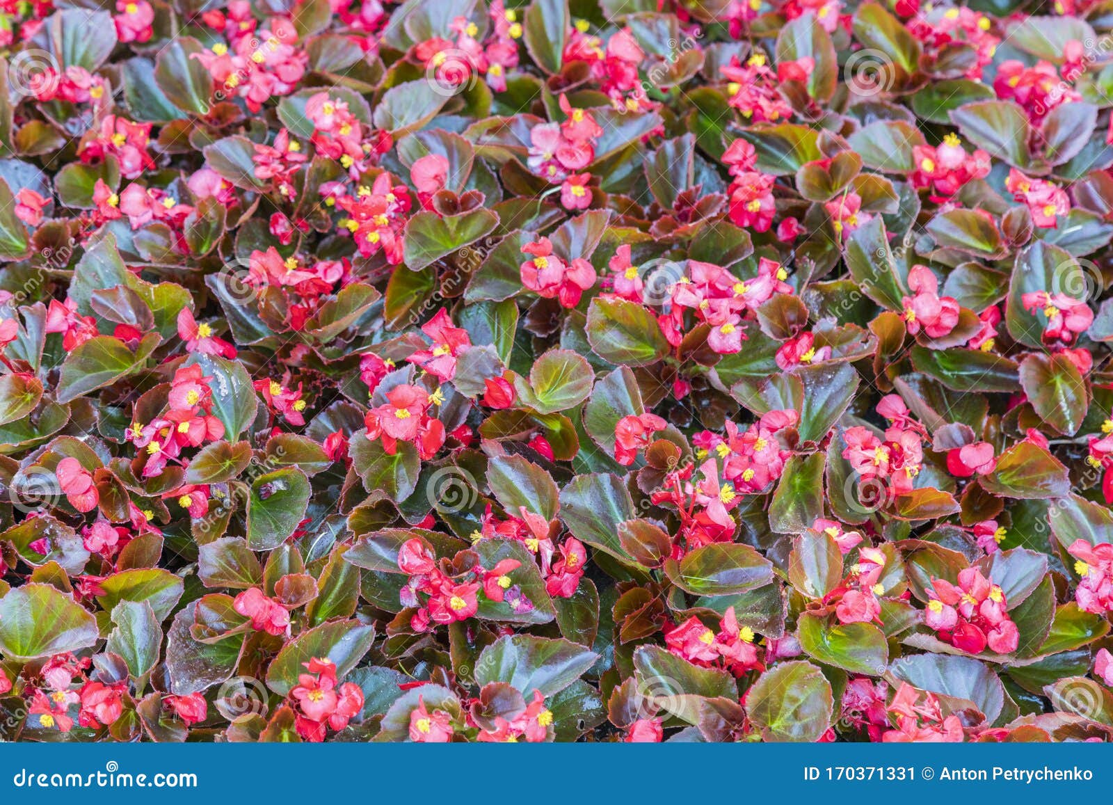 红叶花背景库存图片 图片包括有查出 工厂 新鲜 本质 五颜六色 绽放 装饰 开花