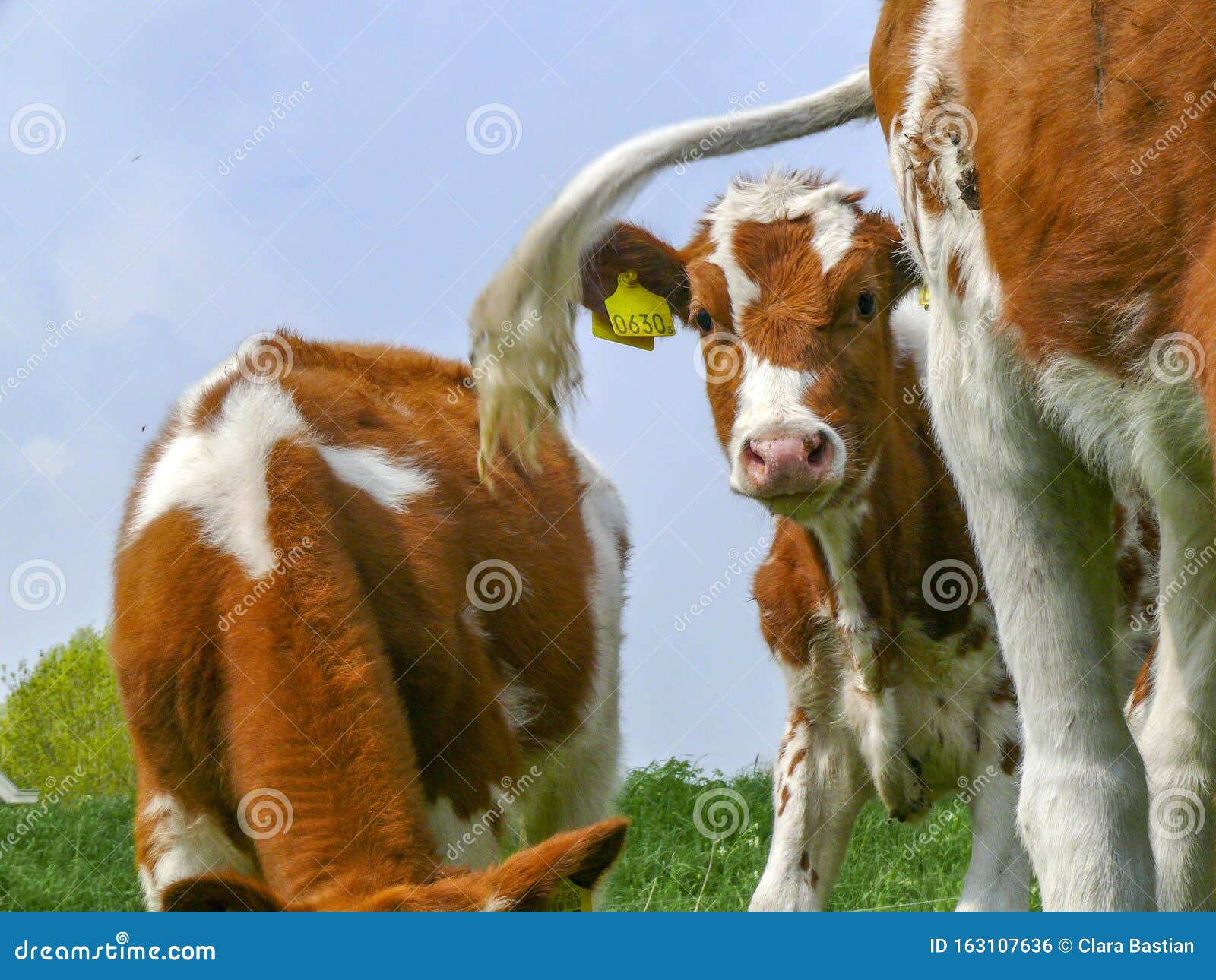 红斑乳牛编辑类照片 图片包括有小牛 母牛 农事 通风 室外 牛奶 敌意 荷兰 荷兰语