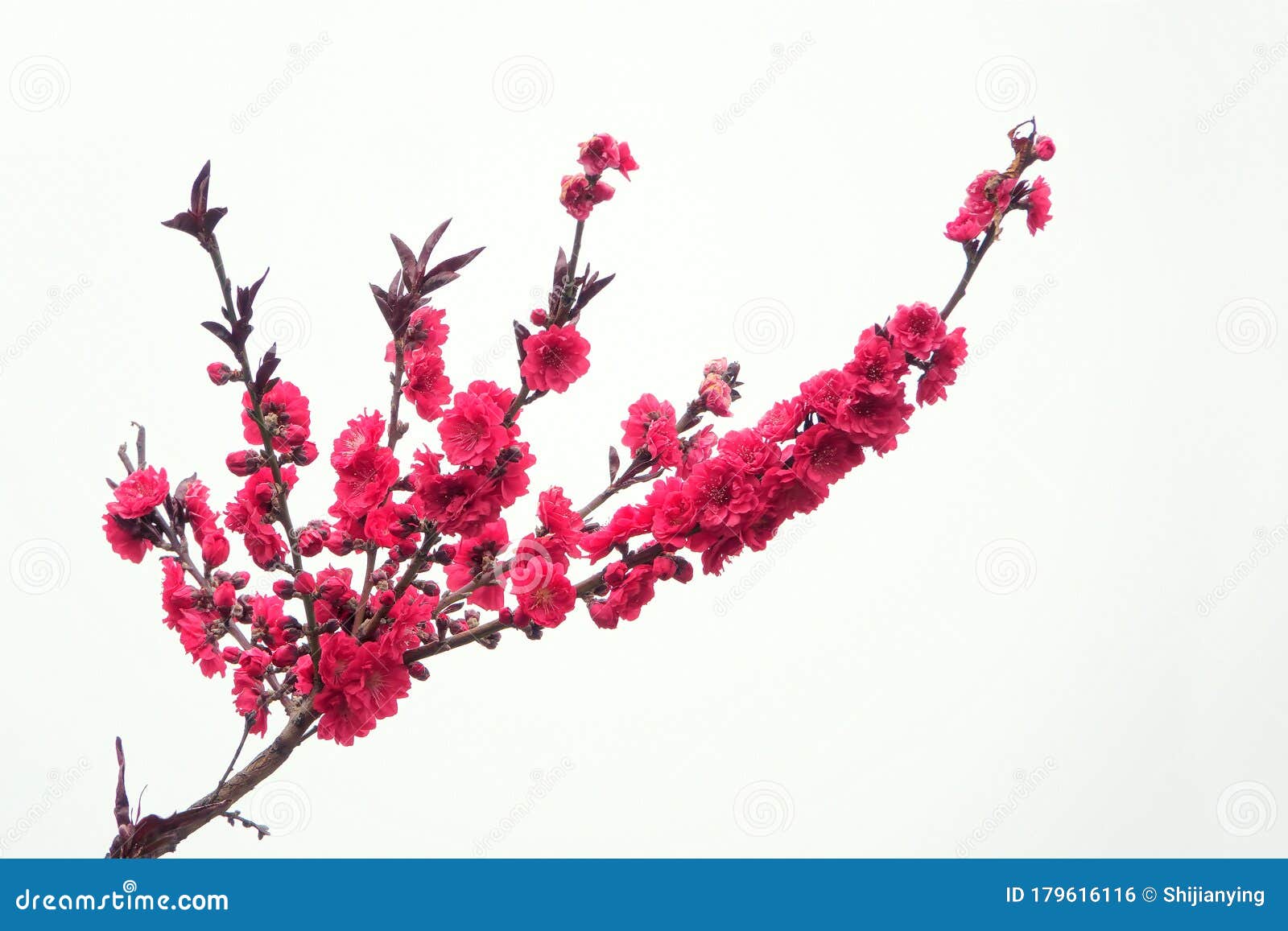 红桃花库存照片 图片包括有开花的 桃子 开花 本质 红色 绽放 自然 庭院 工厂 红桃花库存照片 图片包括有开花的 桃子 开花 本质 红色 绽放 自然 庭院 工厂