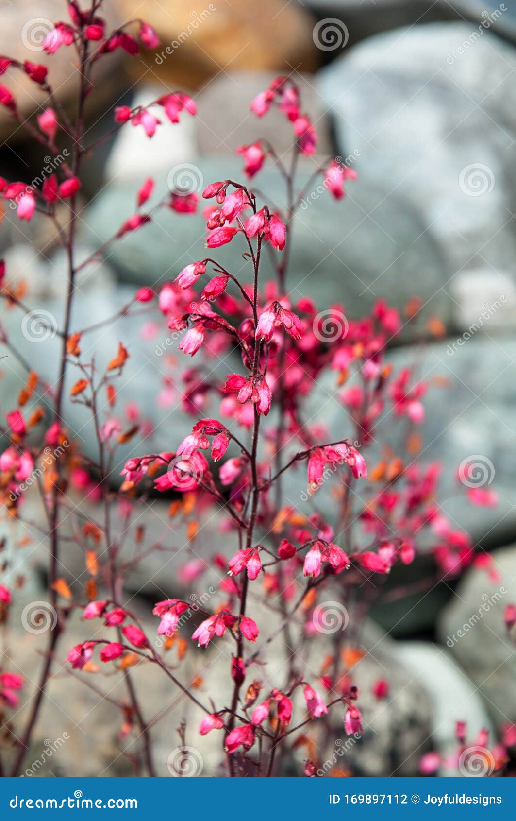 红珊瑚花库存照片 图片包括有岩石 花卉 粉红色 四季不断 没人 相当 这个 背包 红珊瑚花库存照片 图片包括有岩石 花卉 粉红色 四季不断 没人 相当 这个 背包