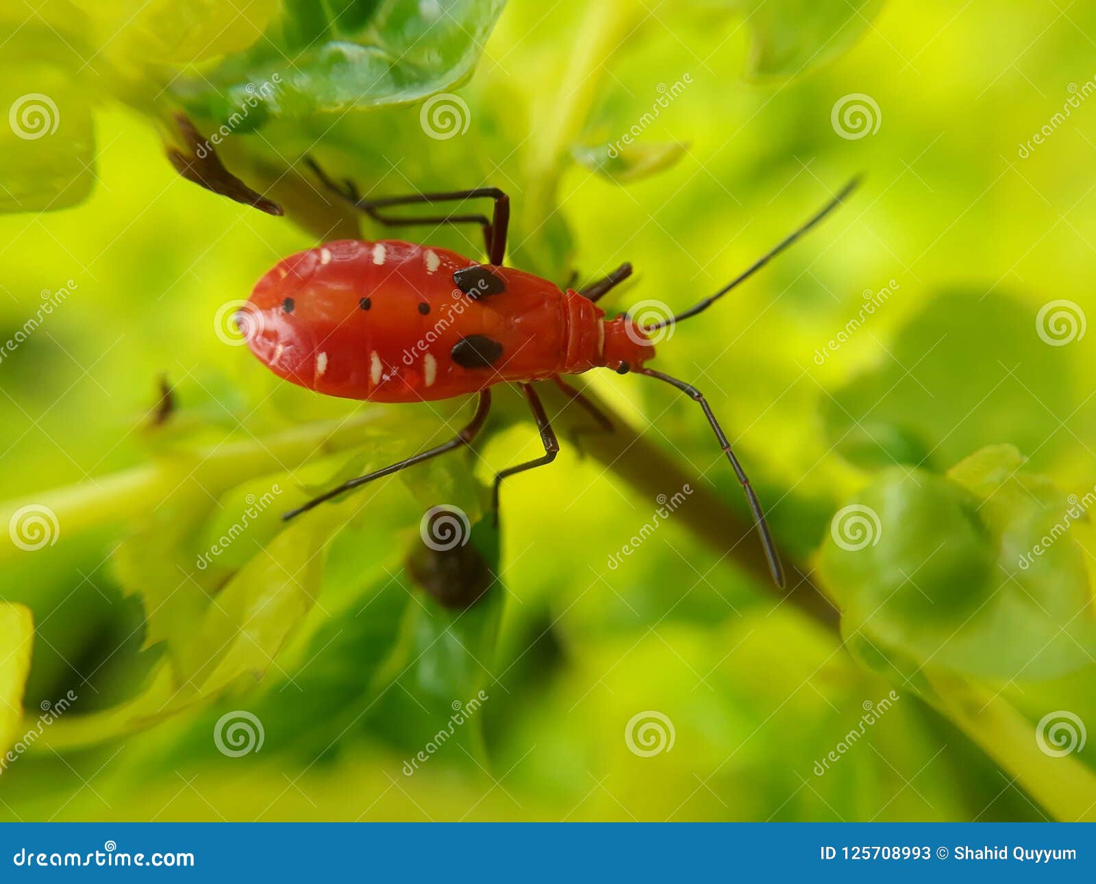红色昆虫库存图片 图片包括有