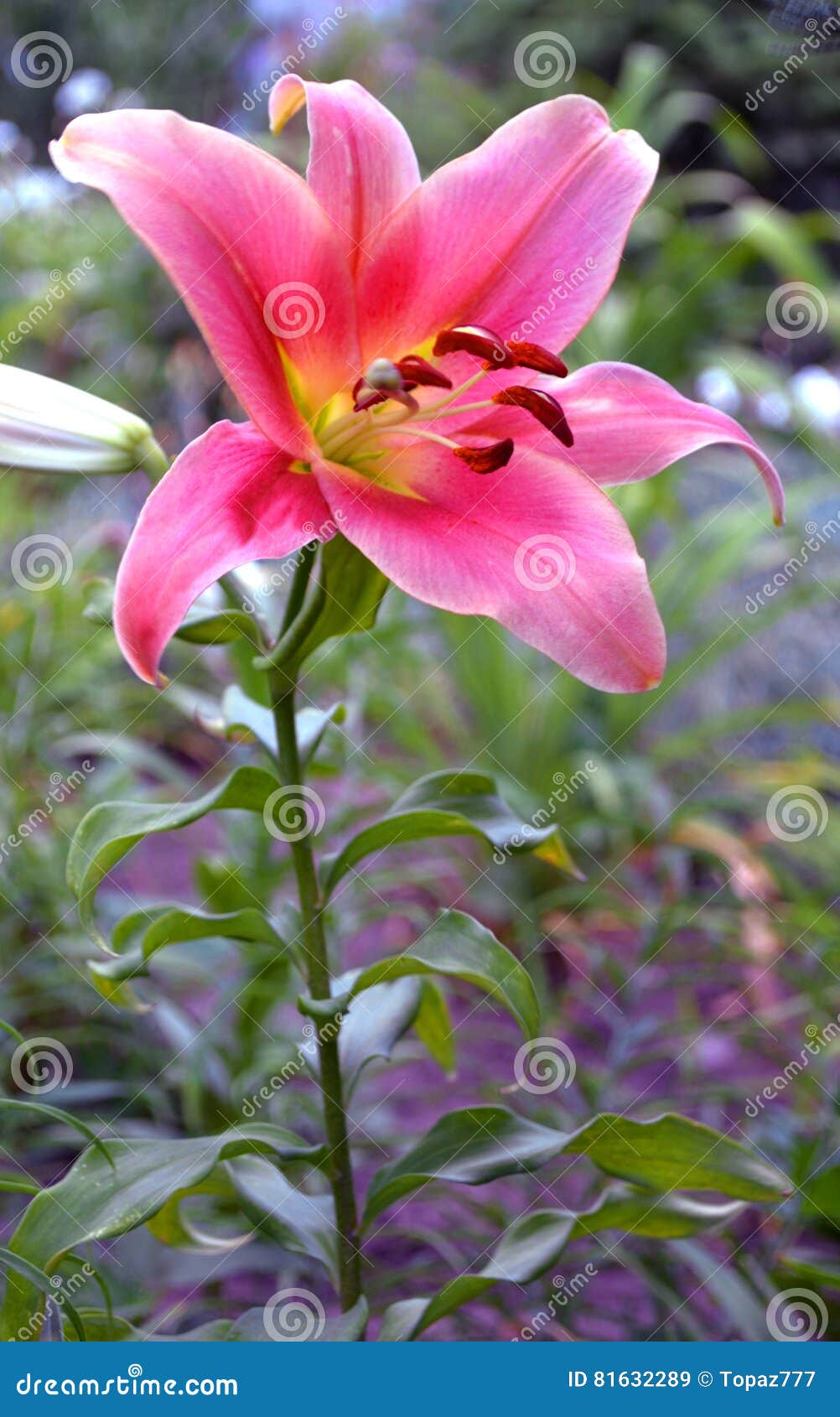 红色百合花开花的百合库存图片 图片包括有颜色 花瓣 百合 特写镜头 自然 开花 相当