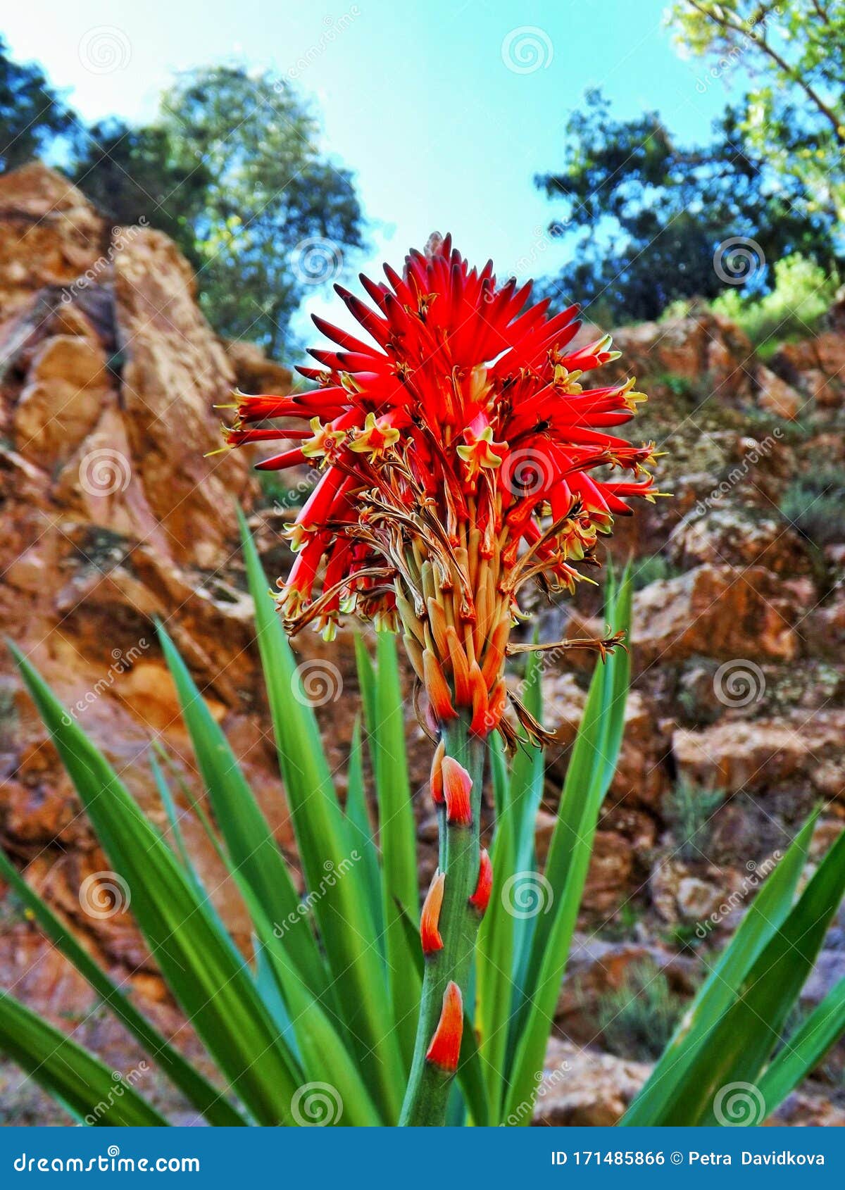 红色的花 在背景的岩石和树木中库存照片 图片包括有红色的花 在背景的岩石和树木中