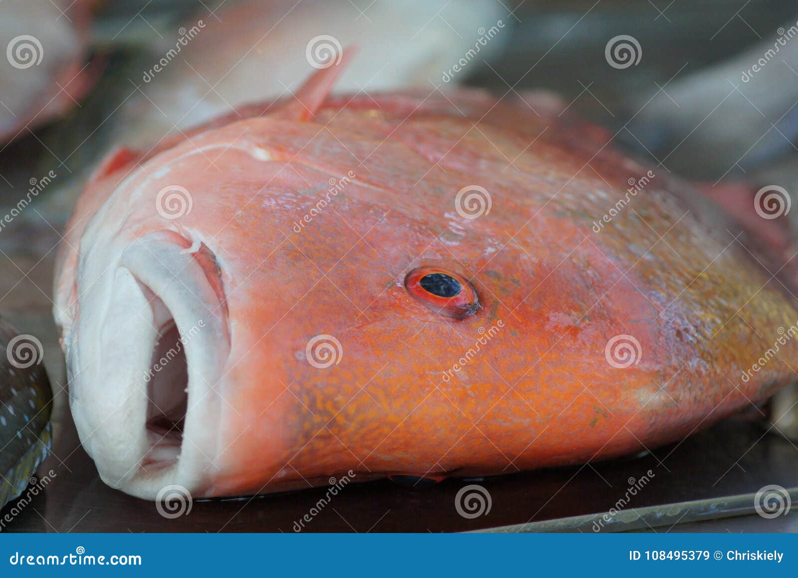 红色皇帝鱼库存图片 图片包括有红色皇帝鱼