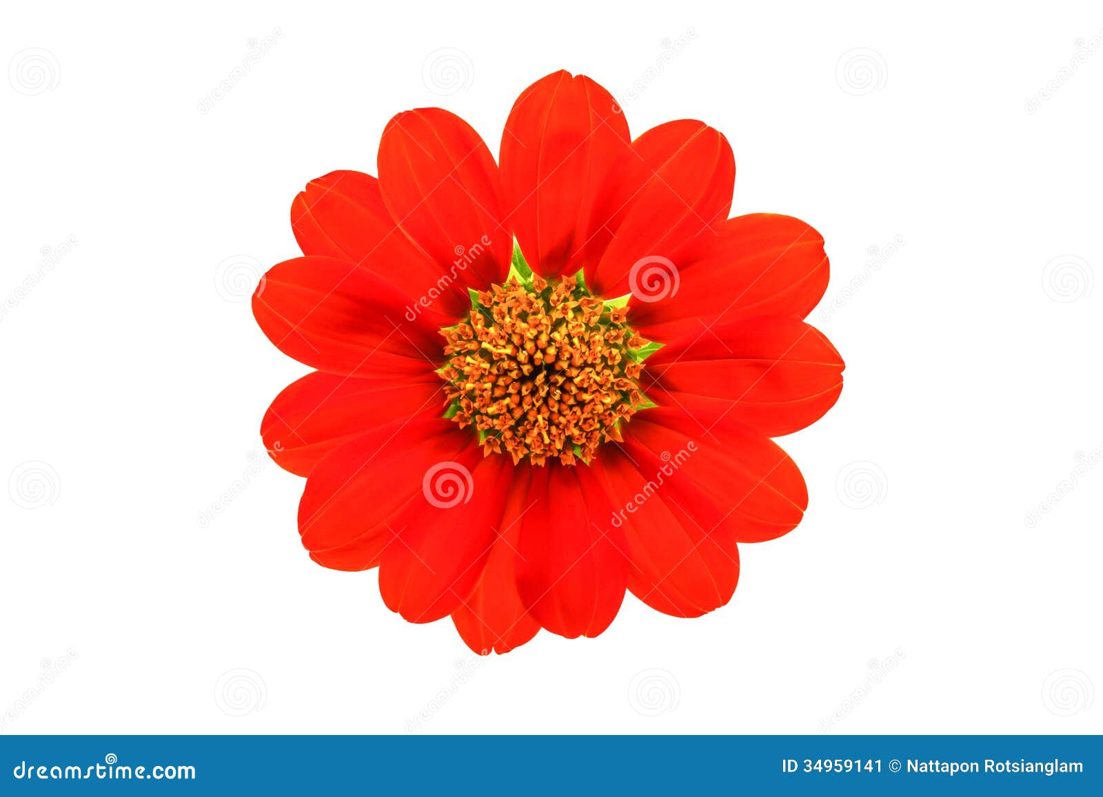 红色花库存图片 图片包括有回报 开花 对象 照亮 庭院 绽放 一个 季节 玻色子 红色花库存图片 图片包括有回报 开花 对象 照亮 庭院 绽放 一个 季节 玻色子