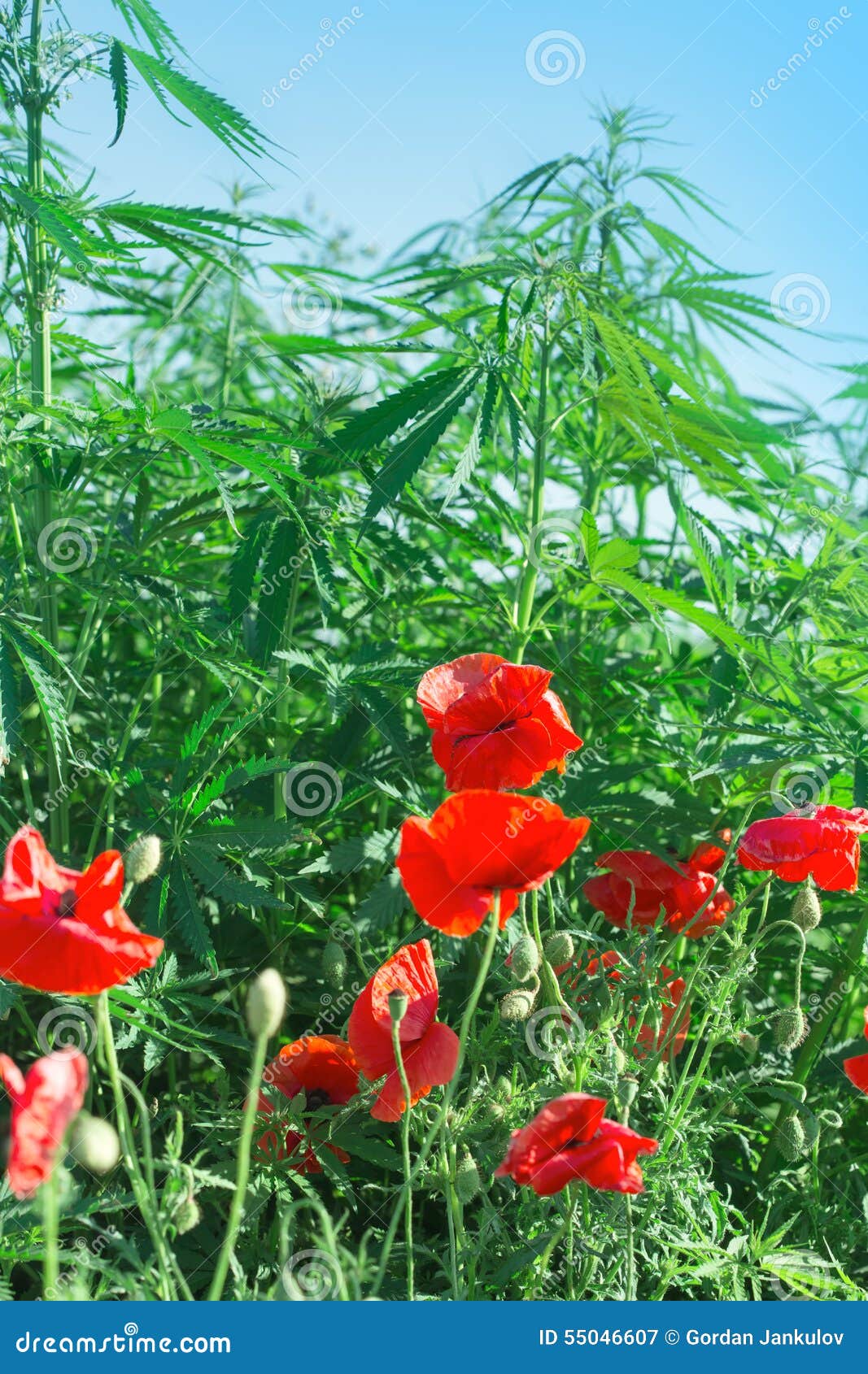 红色鸦片花和大麻 大麻库存图片 图片包括有开花的 绽放 工厂 本质 大麻 增长 春天