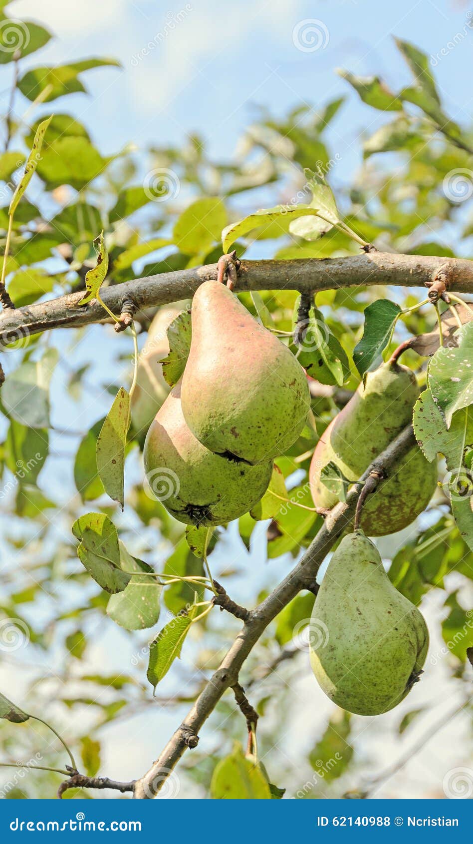 红色 黄色梨在树 类pyrus 家庭蔷薇科的树和灌木种类结果实库存照片 图片包括有红色 黄色梨在树 类pyrus 家庭蔷薇科的树和灌木种类结果实